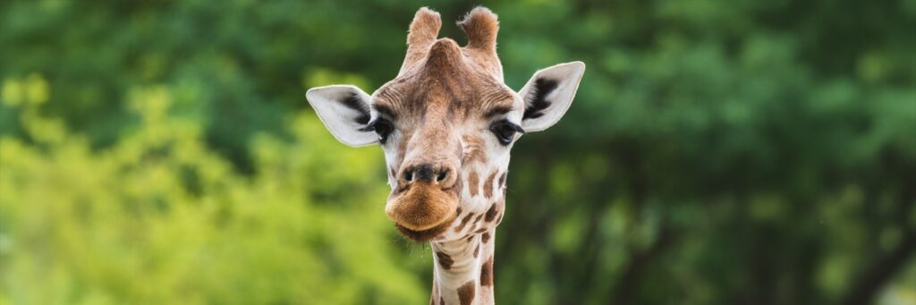 Welcome to Tierpark Berlin! In former East Berlin, a short train ride from Alexanderplatz, lies Tierpark Berlin – Europe’s largest animal park! Set in 160 hectares of beautiful parkland around the historic Friedrichsfelde manor house, the Tierpark is home to animals from all over the world.